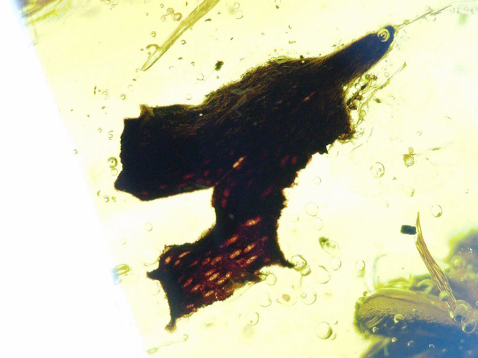 Thumbnail: Burmese amber with leaf and ant under microscope