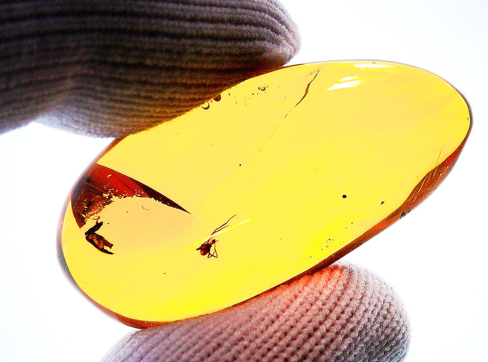 Thumbnail: Burmese amber with spider inclusion held between two fingers