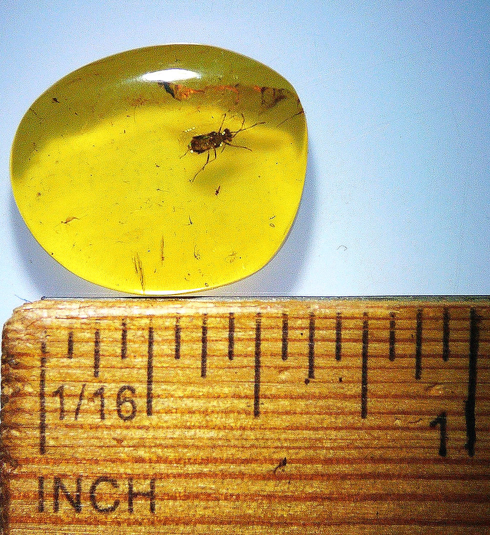 Thumbnail: Dominican Amber with  beetle under ruler