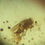 Thumbnail: Amber with Insects #424 • MUSEUM CLARITY WASP + FLY
