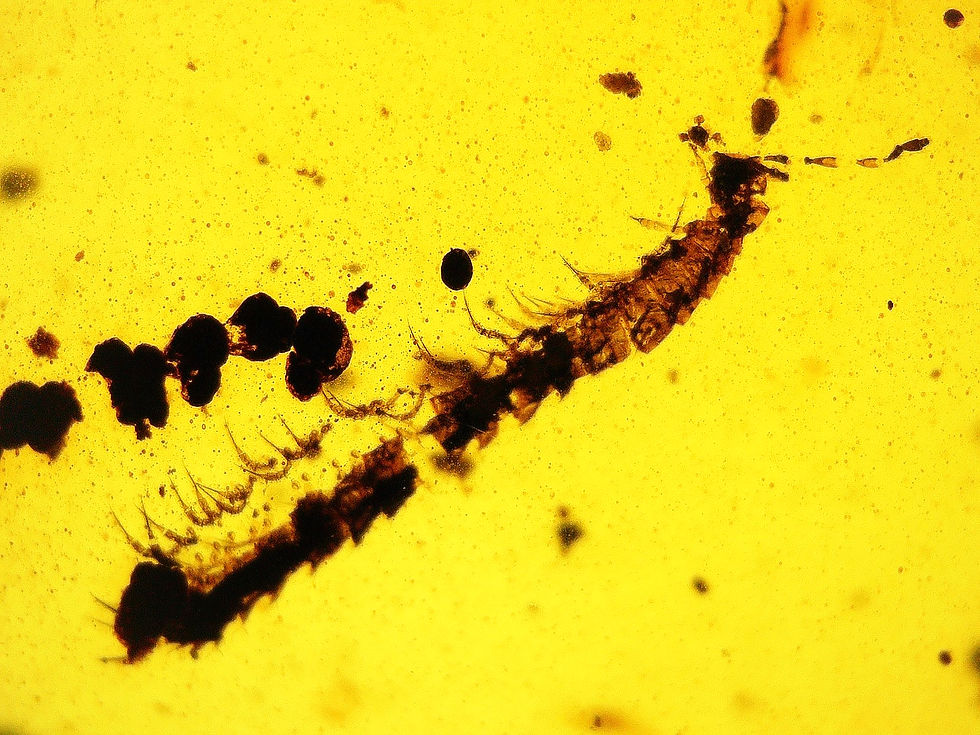 Burmese amber with millipede on bracelet under microscope