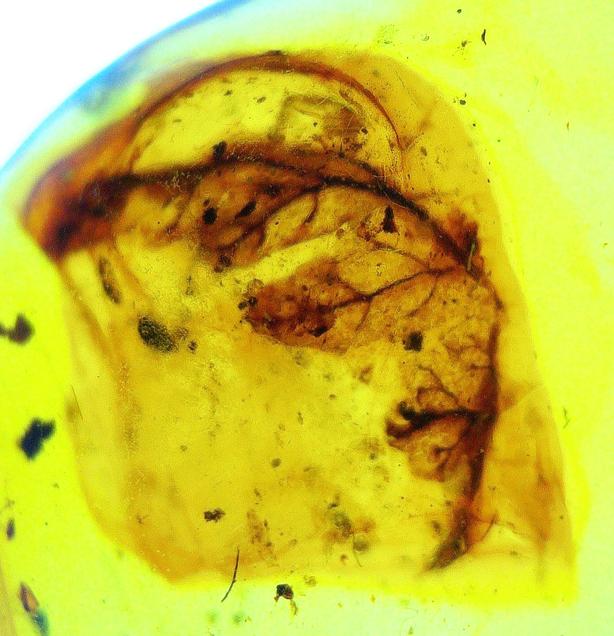 Burmese amber with botanical inclusion under microscope