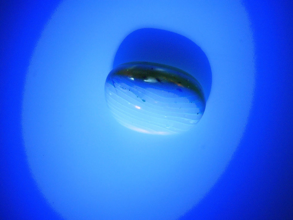 Thumbnail: Burmese amber with ant under uv light