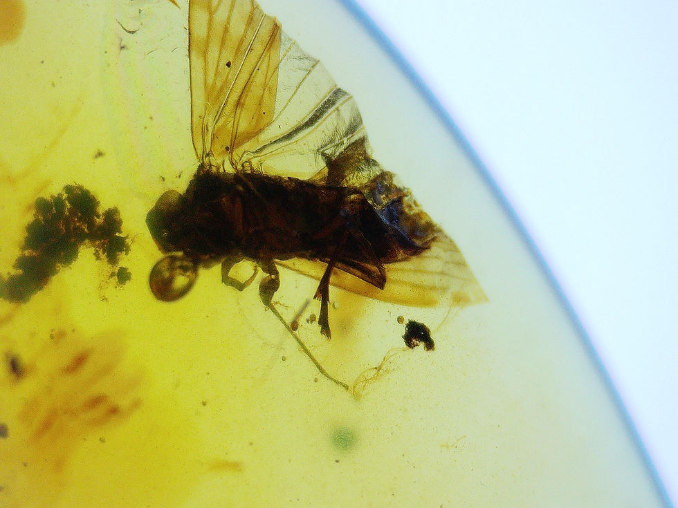 Burmese Amber with hair worm parasite under microscope