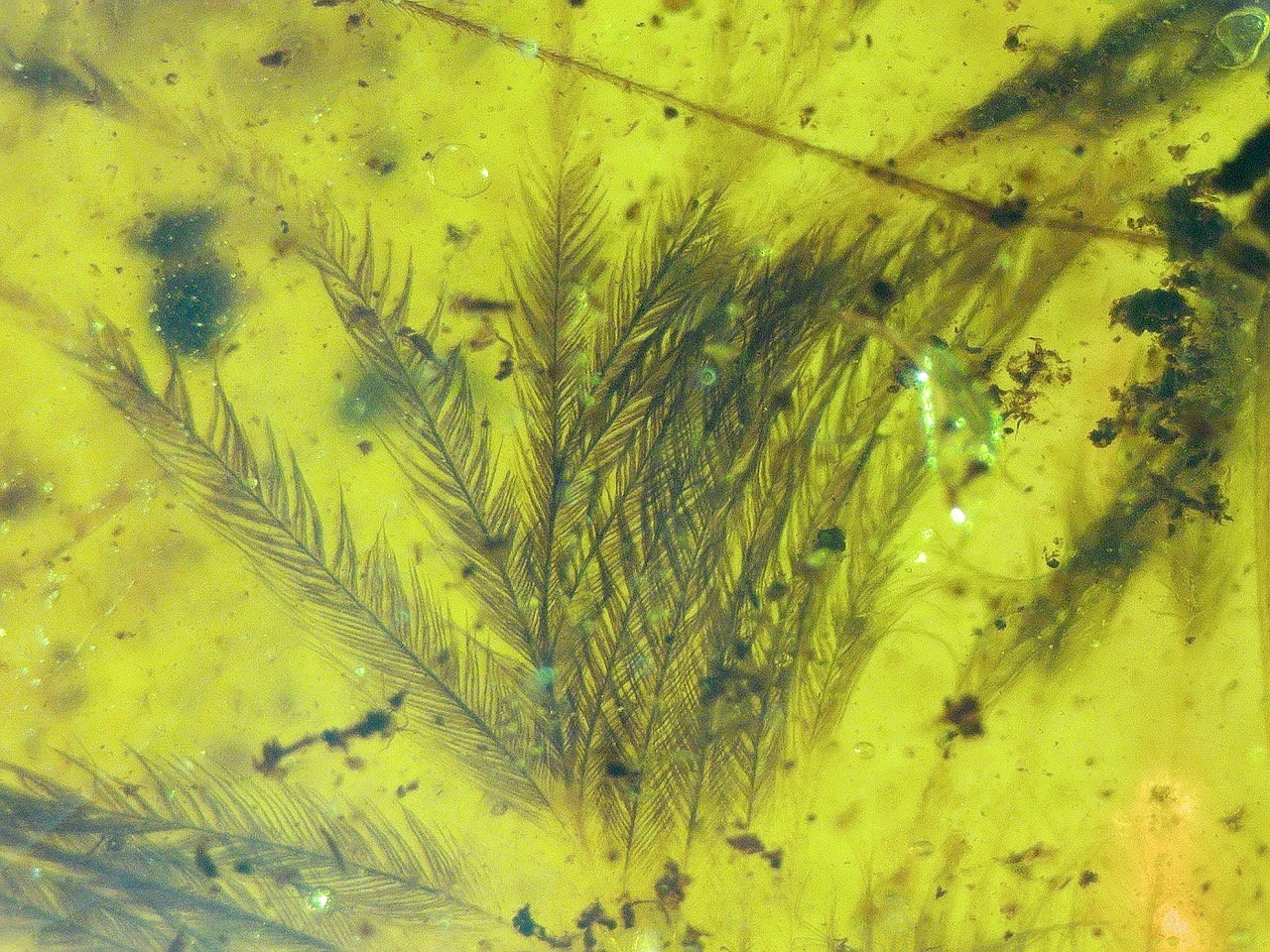high quality feather in amber