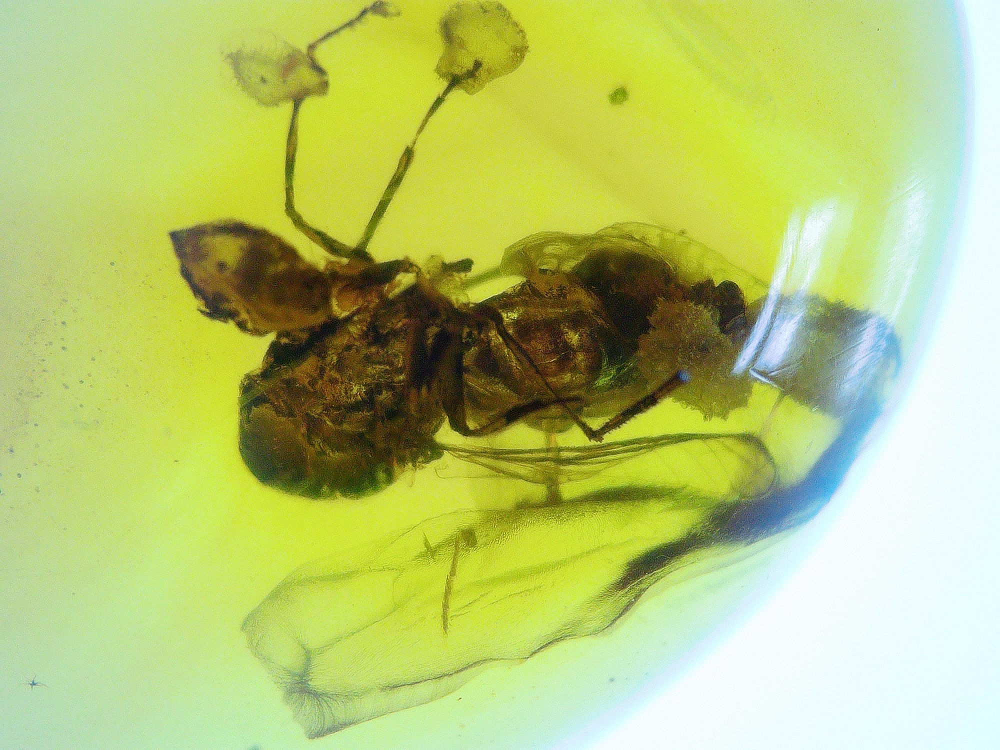 Burmese amber with unidentified insect under microscope