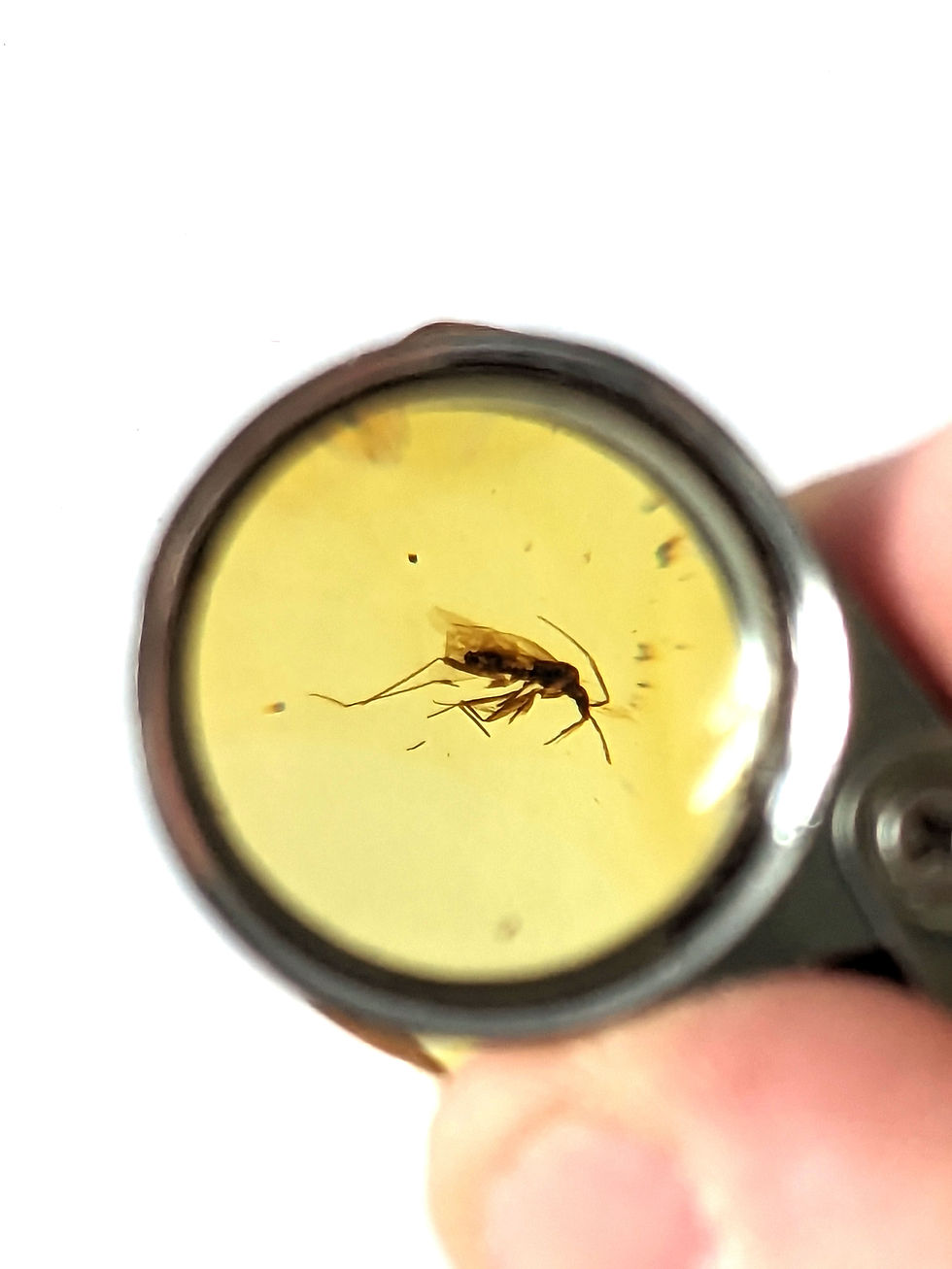 Thumbnail: Amber with Insects #539 Poised Mosquito
