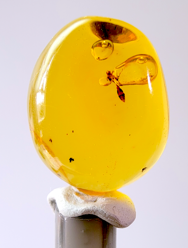 Side-lit Dominican amber highlighting the wasp’s fine leg and wing details next to curved enhydro bubbles.