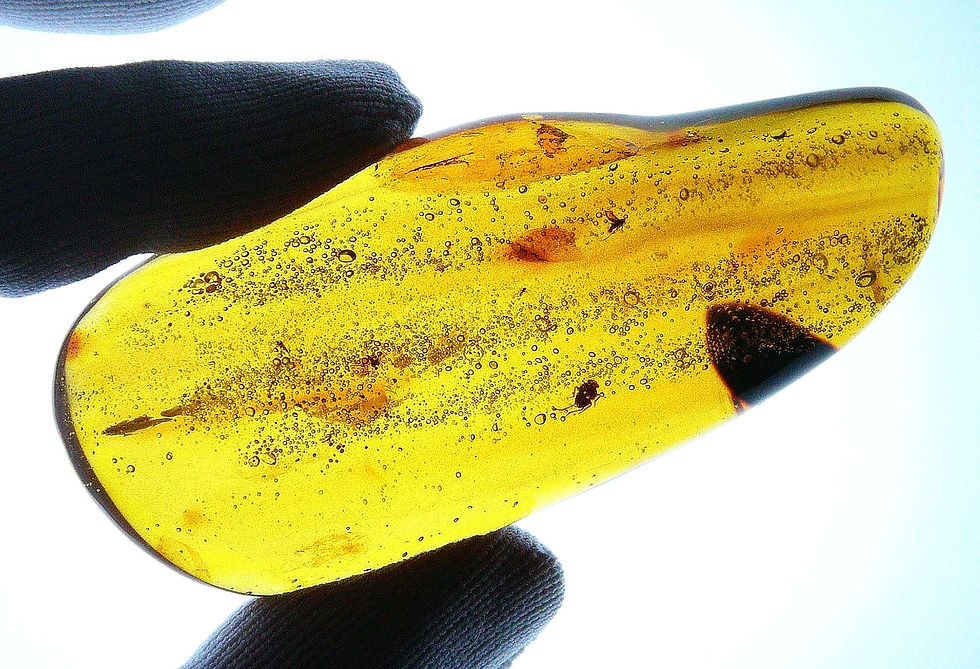 Dominican Amber with bug and raindrops inclusion held by two fingers