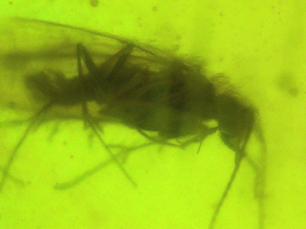 Thumbnail: Burmese amber with beetle and midges microscope