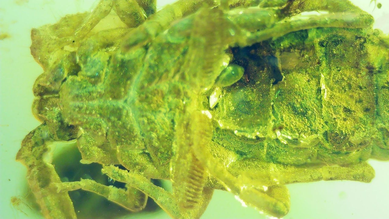 scorpion catching fly in amber