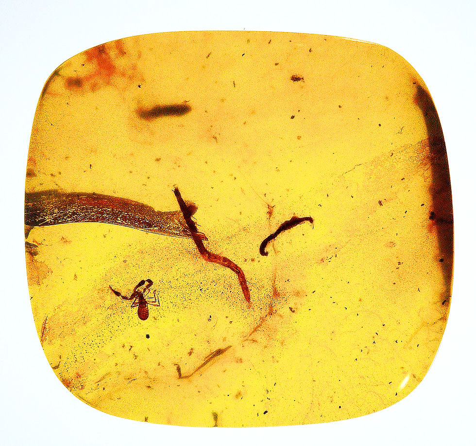 Burmese Amber with pseudoscorpion inclusion displayed on a light board