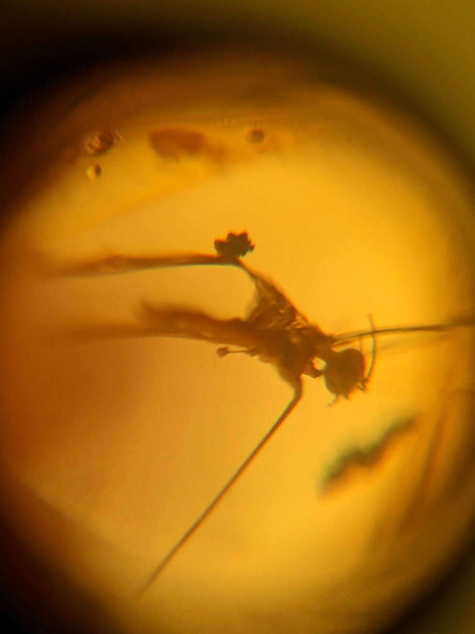 Thumbnail: Amber With Insects #186 • Big Silver Fish And 2 Big Crane Flies