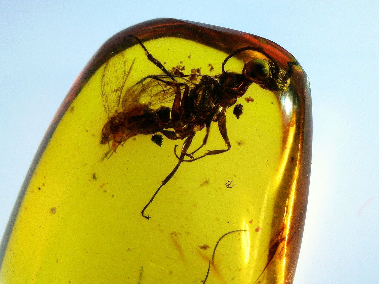 Clear compound eyes in amber