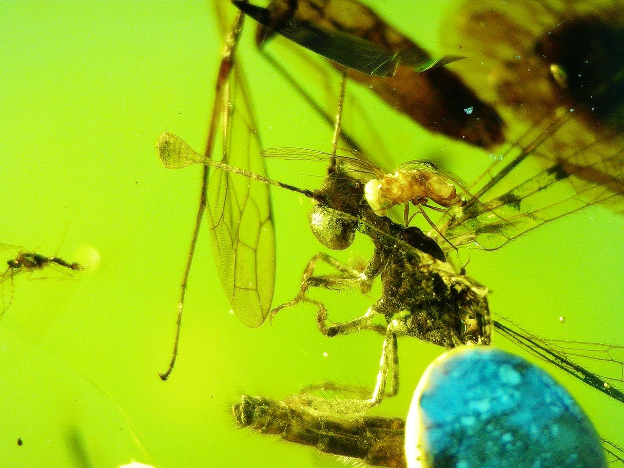  fly in amber