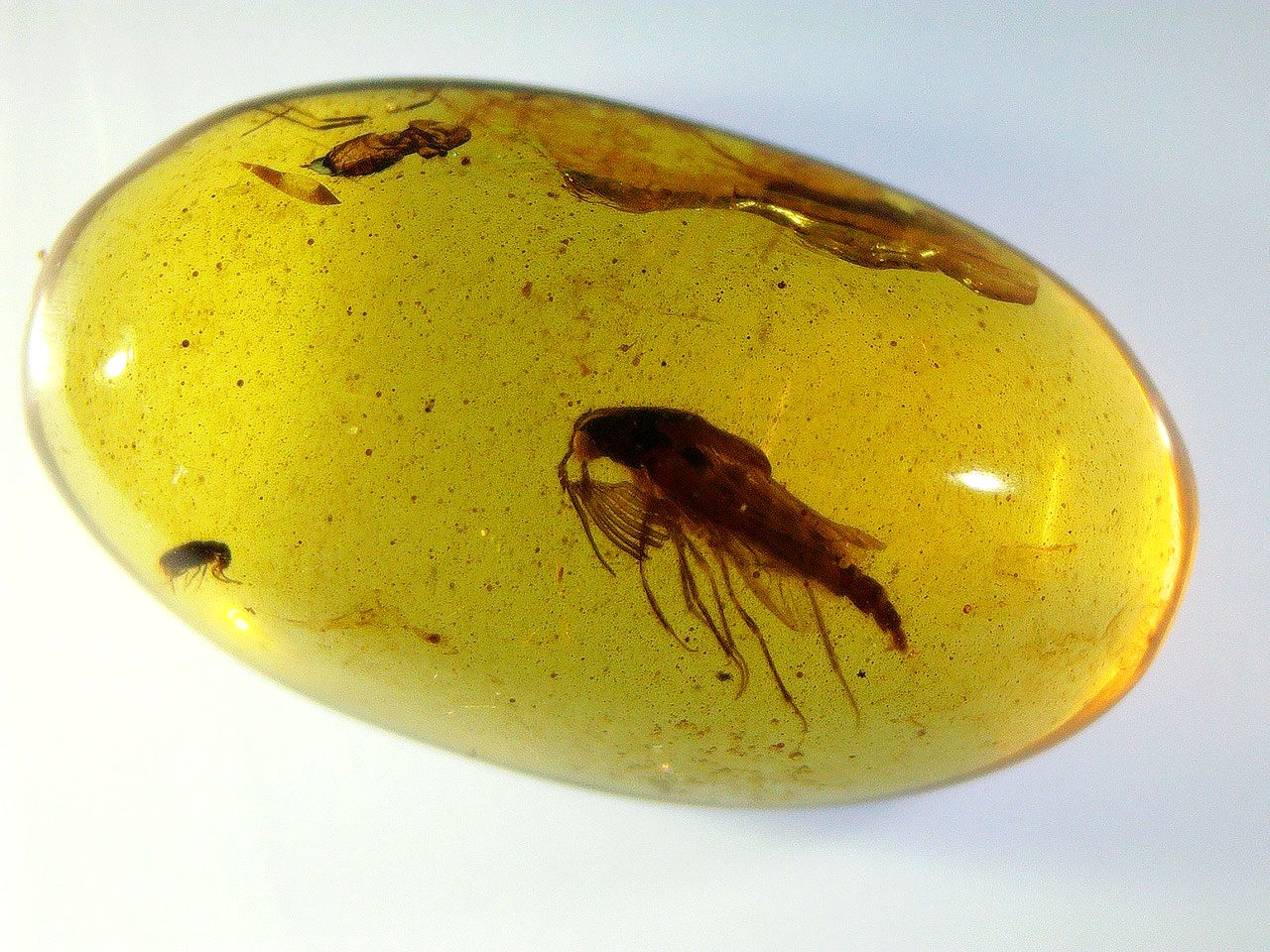 insect fan antennae in amber