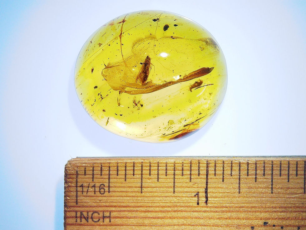 Thumbnail: Burmese amber with moth and spider over ruler
