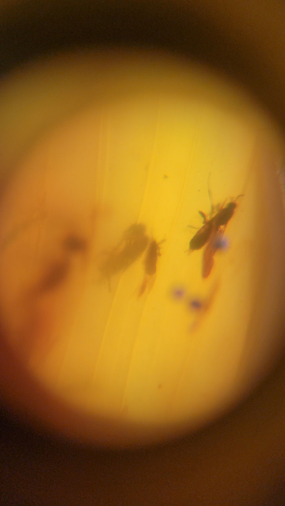Thumbnail: Myanmar amber piece under a 60x microscope with bugs inside.