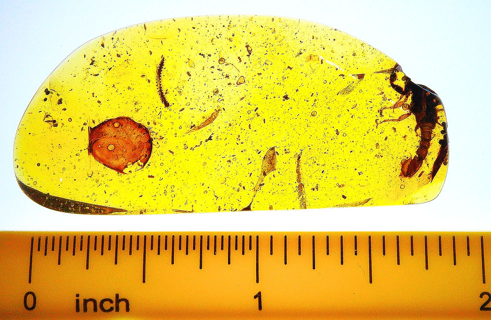 Thumbnail: Amber with insects #2187 • Burmese amber with scorpion inclusion
