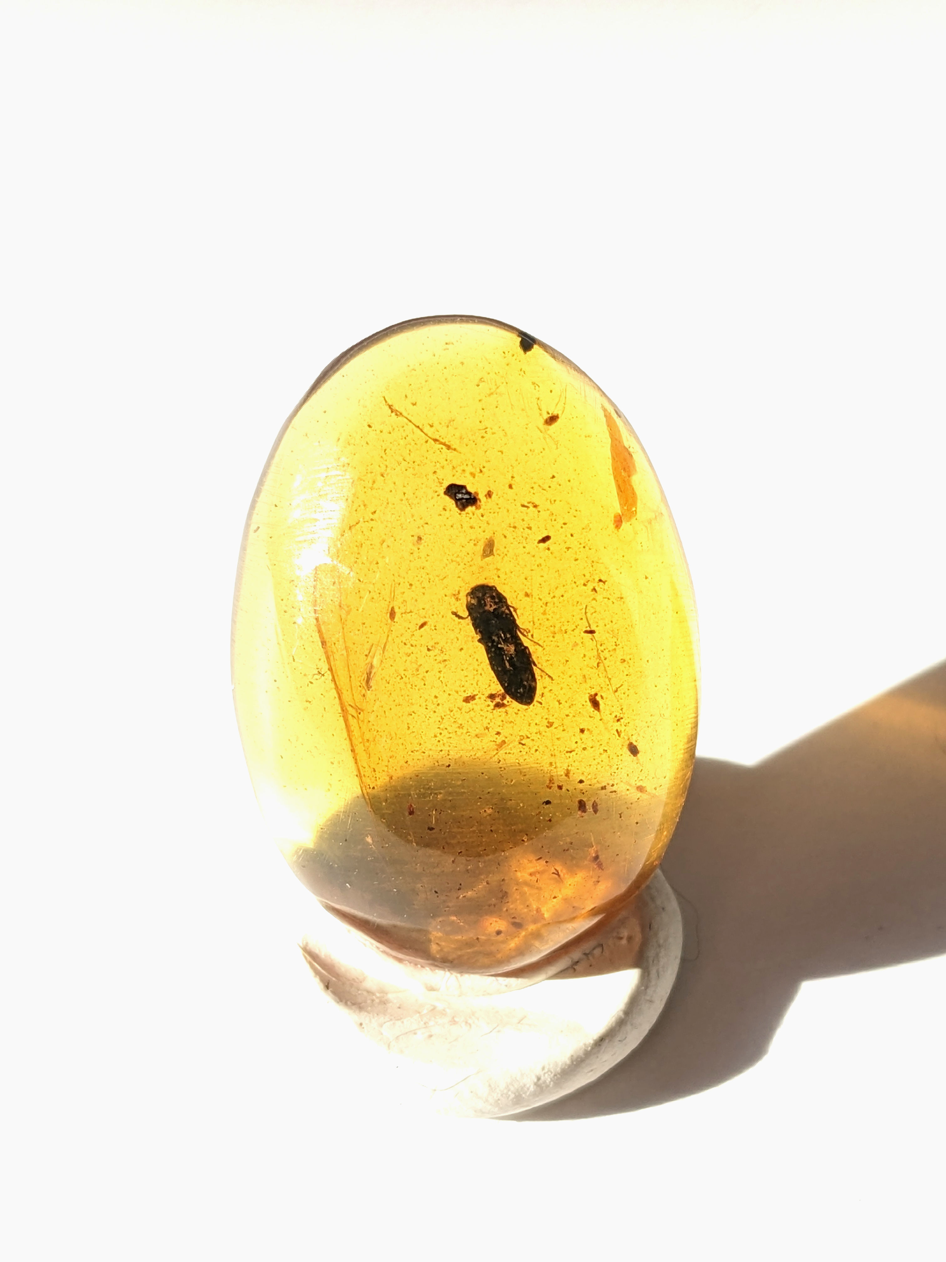 Insect In Amber #194 • Clear Beetle 