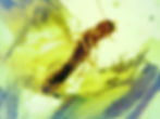 Burmese amber with termite under microscope