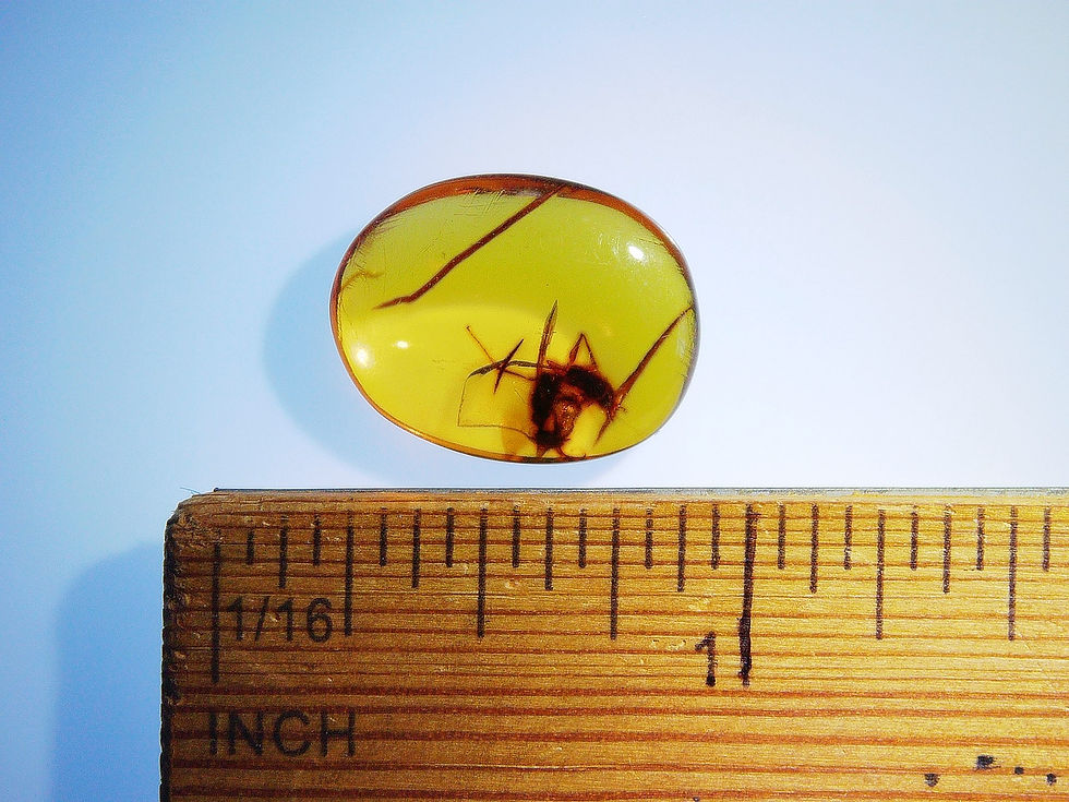 Thumbnail: Burmese amber with wasp over ruler