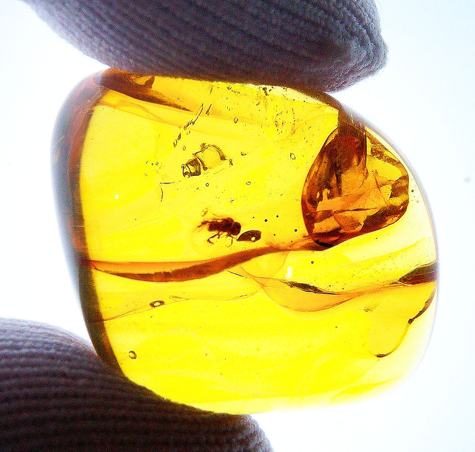 Thumbnail: Amber with insects #2189 • Dominican Republic amber with stingless bee inclusion