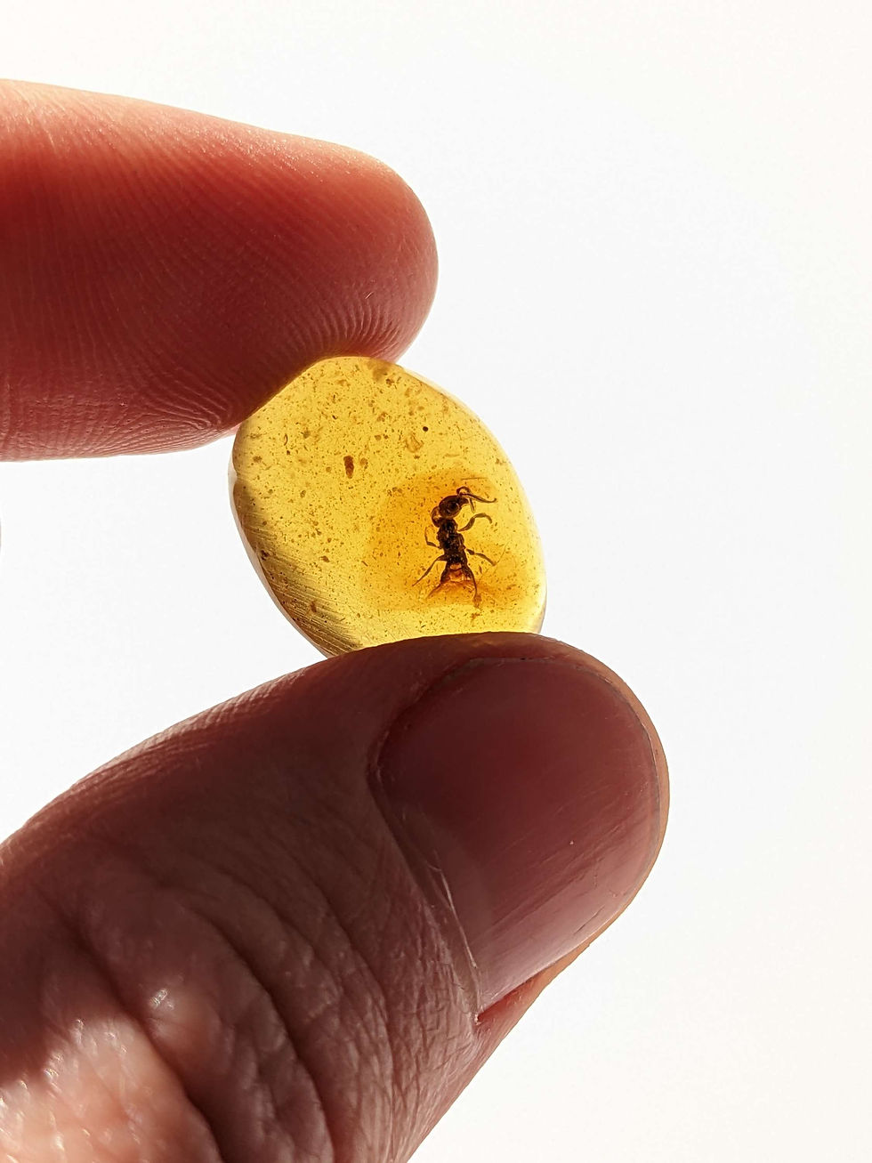 Thumbnail: Insect In Amber #197 • Amazing Clear Wasp AAA