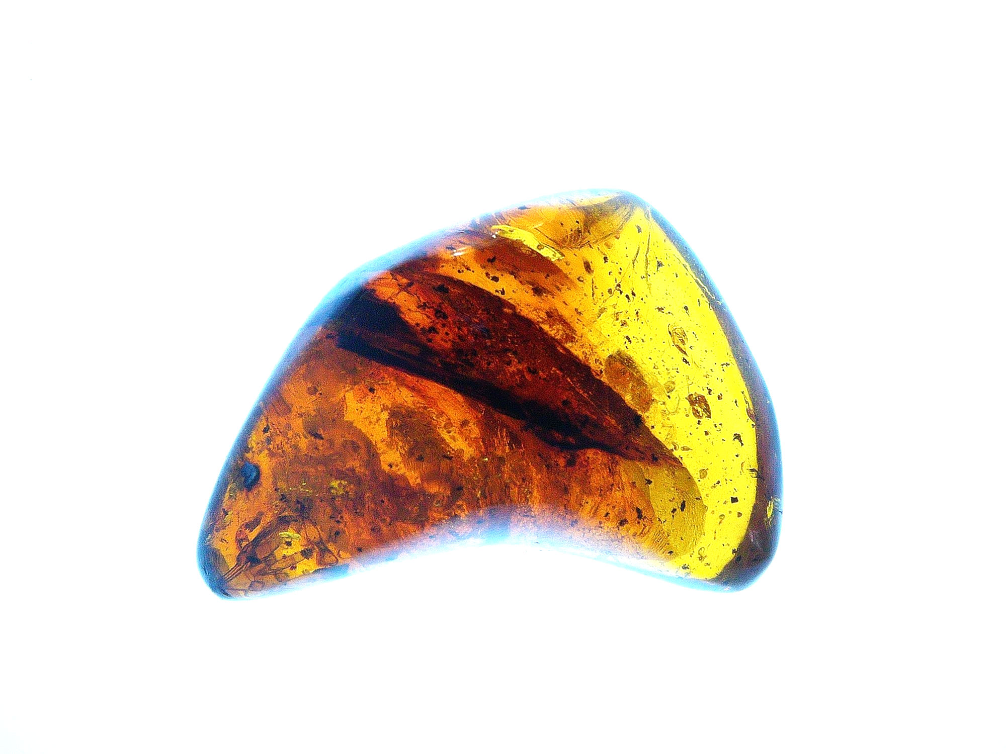 Dominican amber with insect inclusions over light board