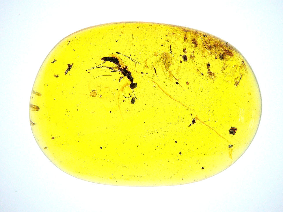 Burmese amber with wasp over light board