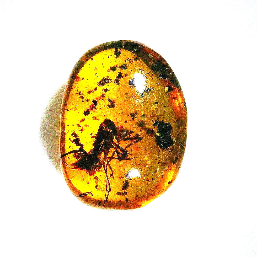 Burmese amber with unidentified insect over light board