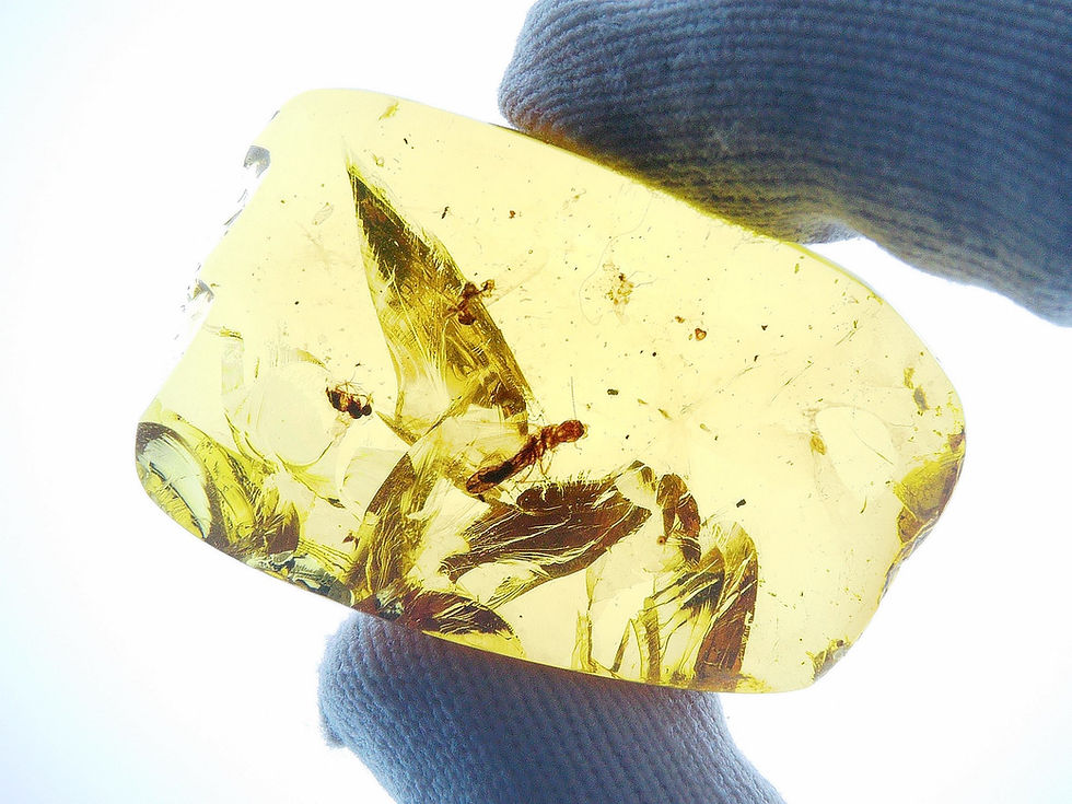 Thumbnail: Burmese amber with termite held by two fingers