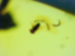 Burmese amber with spider and flies under microscope
