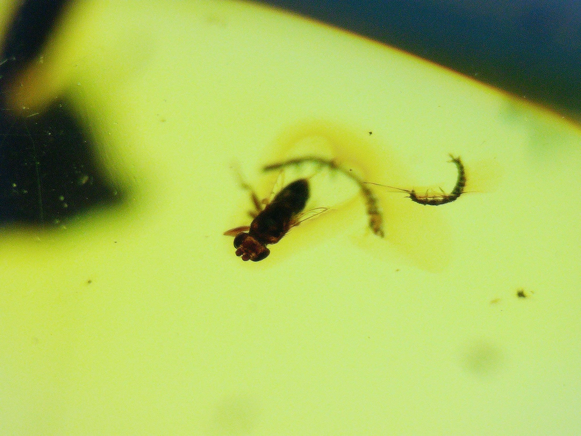 Burmese amber with spider and flies under microscope