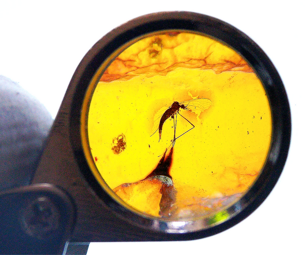 Thumbnail: Burmese amber with mosquito inclusion under 30x loupe