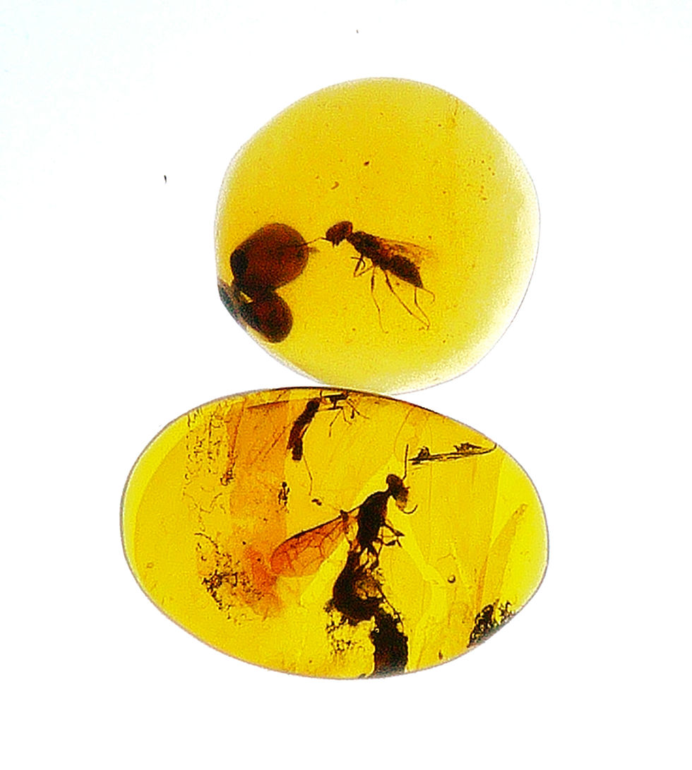 2 Burmese Amber with wasp inclusion displayed on a light board