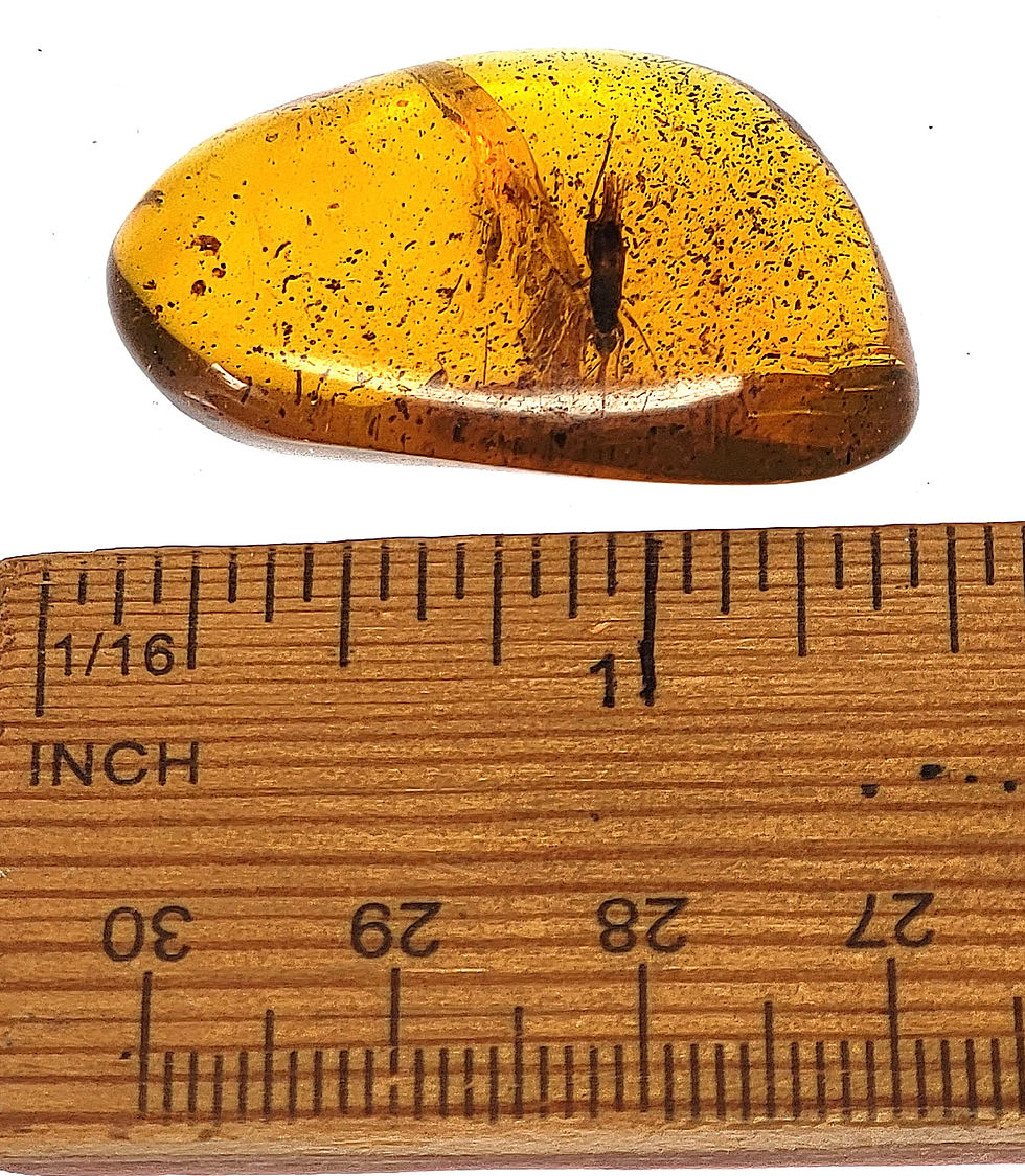 Thumbnail: Buy Amber with insects • #652 Beetle in Myanmar  Amber.