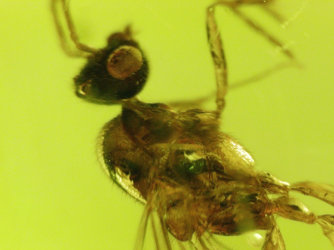 wasps in amber