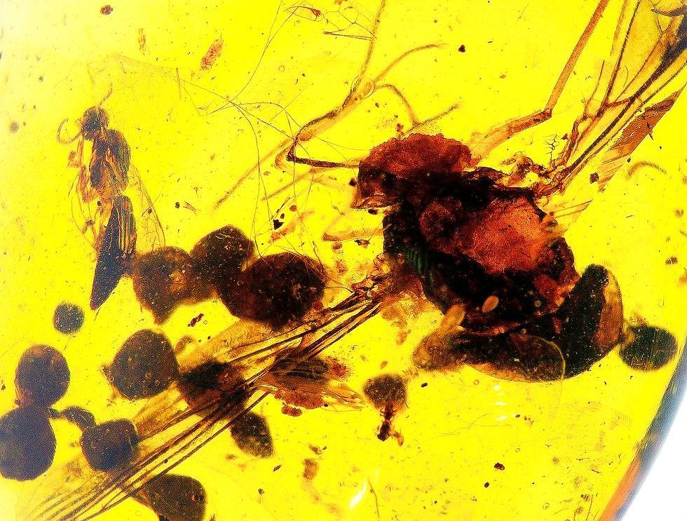 Burmese amber with AAA fly large wings inclusion under a microscope
