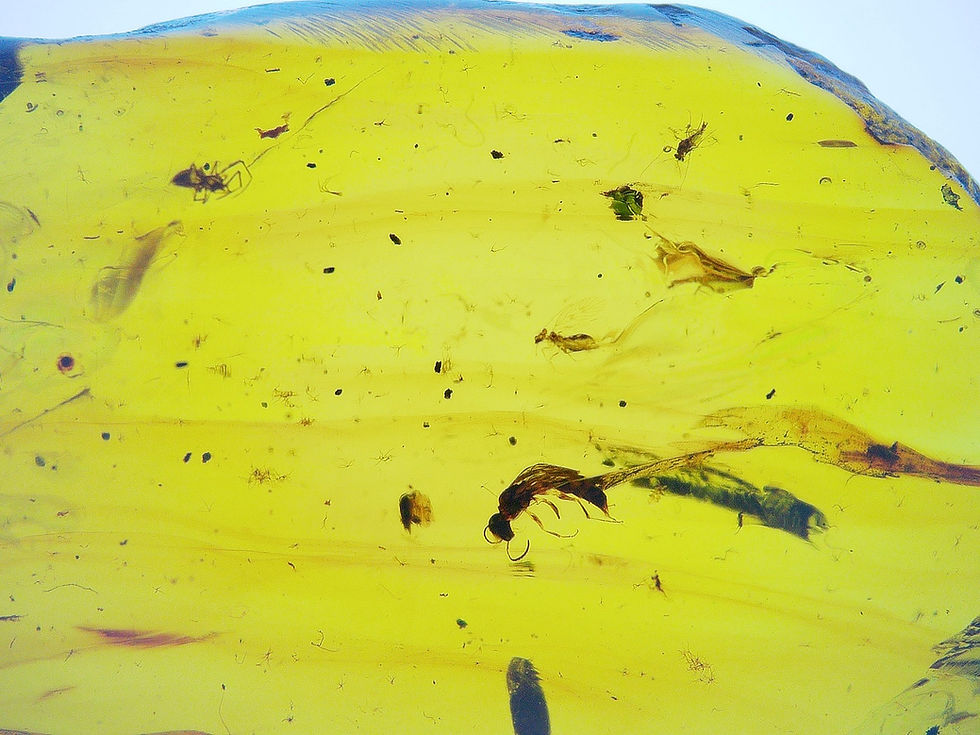 Thumbnail: Burmese amber with wasp under microscope