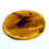 Thumbnail: Burmese amber with unidentified insect over light board