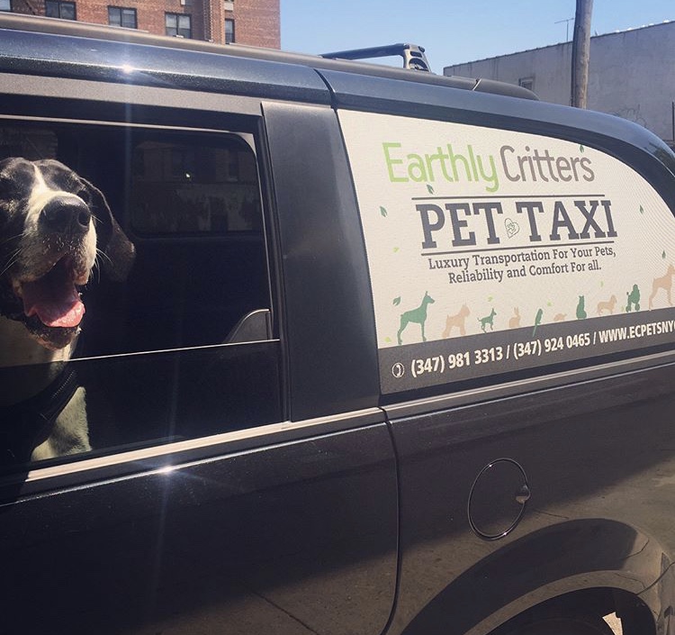 luxury pet transport