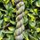 Thumbnail: Alga | Seaweed yarn | Eco-friendly yarn