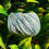 Thumbnail: Friends Cotton Silk Print | Fancy Yarns Australia