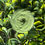 Thumbnail: Recycled Tweed | Recycled wool blend