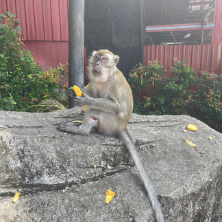 monkey eating a plantain