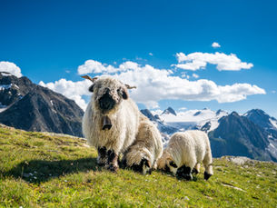 Schwarznasenschafe in Berglandschaft mi blauem Himmel
