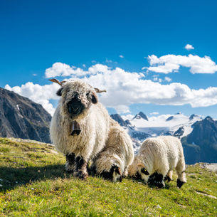 Schwarznasenschafe in Berglandschaft mi blauem Himmel