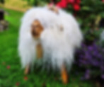 Schafhocker von Sheepskin Nature in der Wiese vor Rosenstrauß