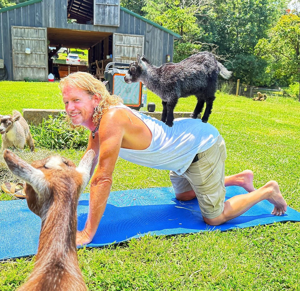 Pygmy Harbor Goat Yoga